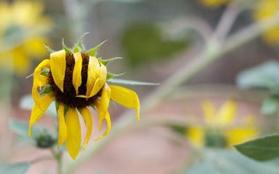 When Zip Gets Zapped