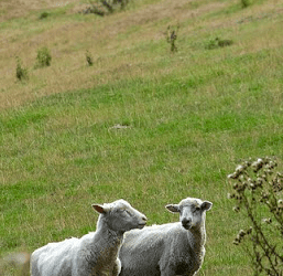 Your teeth are as white as newly shorn sheep. Really.