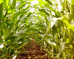 The Boss of the Cornfield