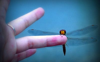 Tribute Night at the Children’s Hospital