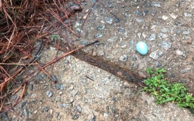 Two Times I Flubbed Up Royally- and the French Flubber I Want to Be